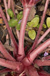 Longstalk cranesbill